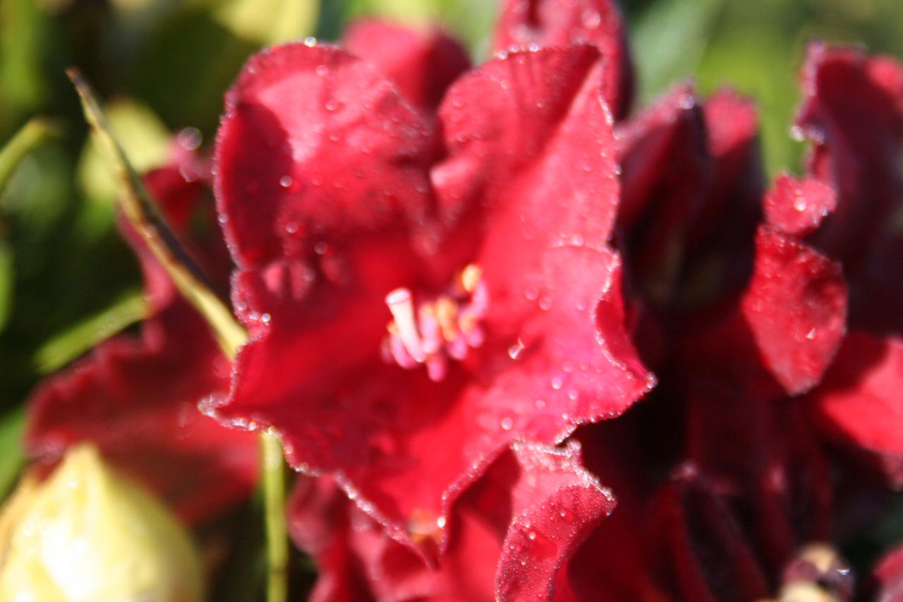 Rhododendron 'Black Magic'