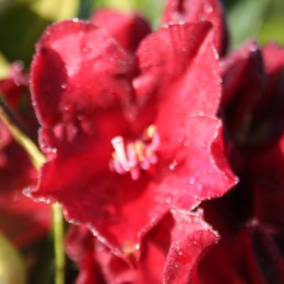 Rhododendron 'Black Magic'