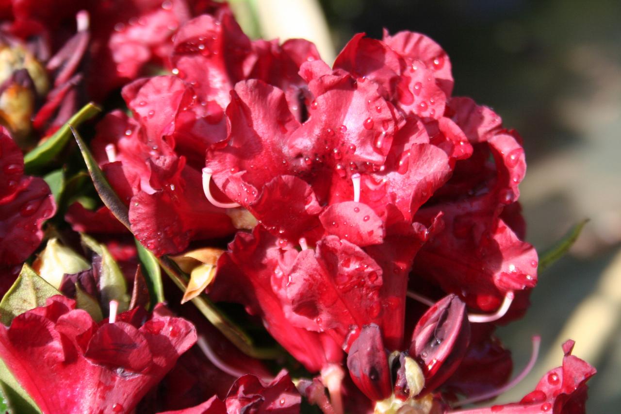 Rhododendron 'Black Magic'