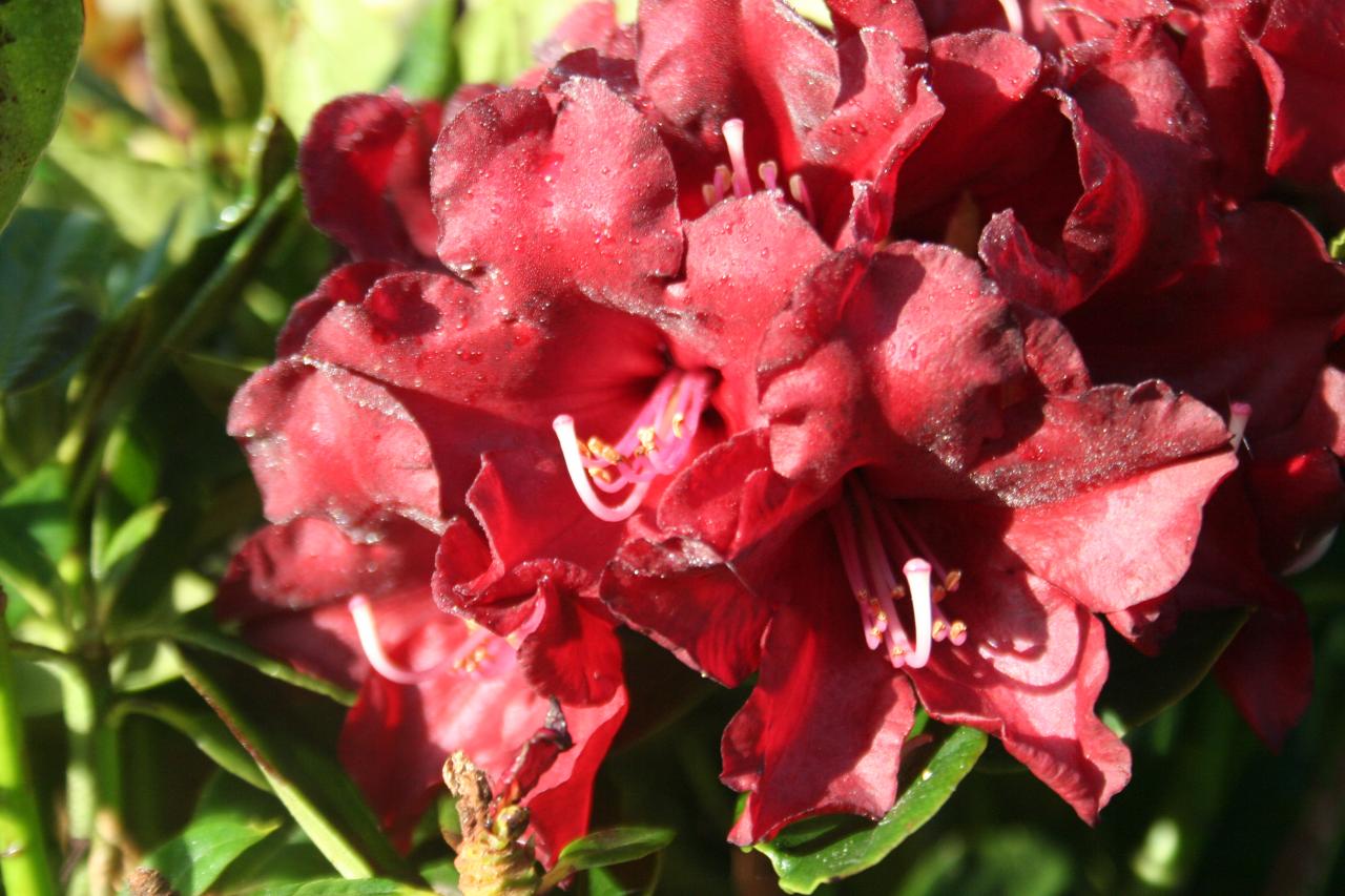 Rhododendron 'Black Magic'-3-