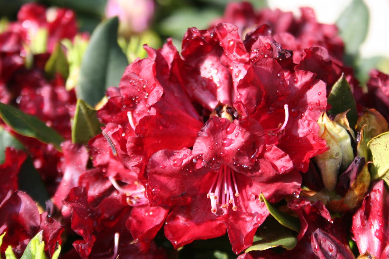 Rhododendron 'Black Magic'