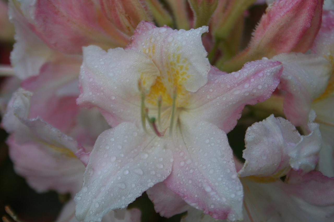 Rhododendron (Azalée x caduc) 'Boutigwen'