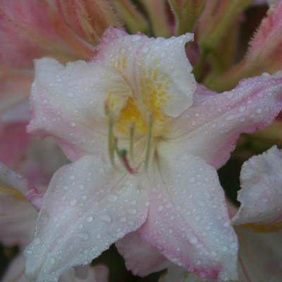 Rhododendron (Azalée x caduc) 'Boutigwen'