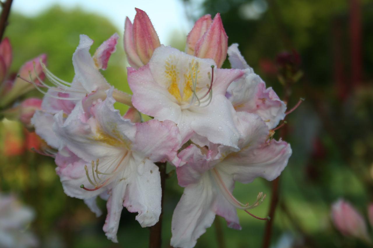 Rhododendron (Azalée x caduc) 'Boutigwen'
