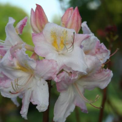 Rhododendron (Azalée x caduc) 'Boutigwen'