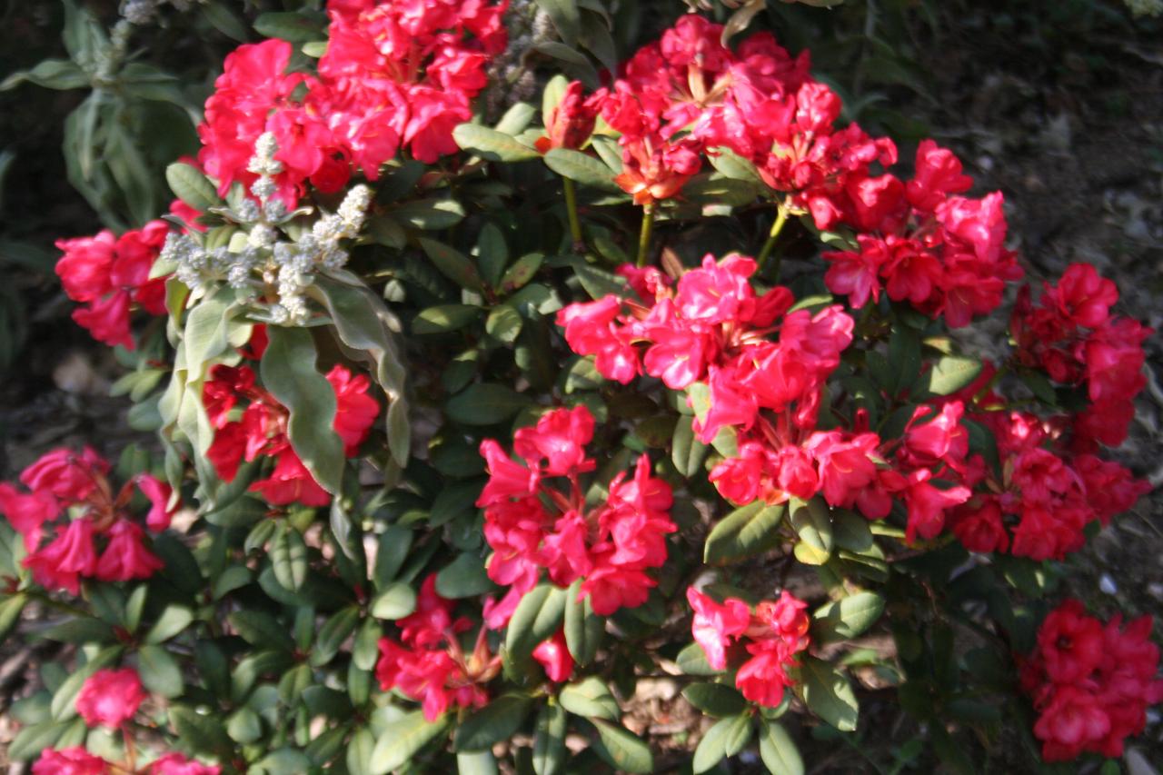 Rhododendron 'Burletta'