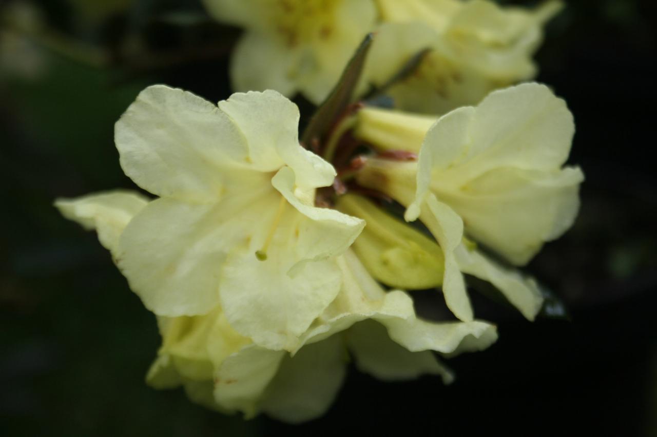 Rhododendron burmanicum-2-