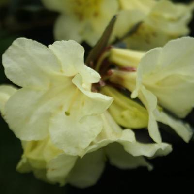 Rhododendron burmanicum-2-