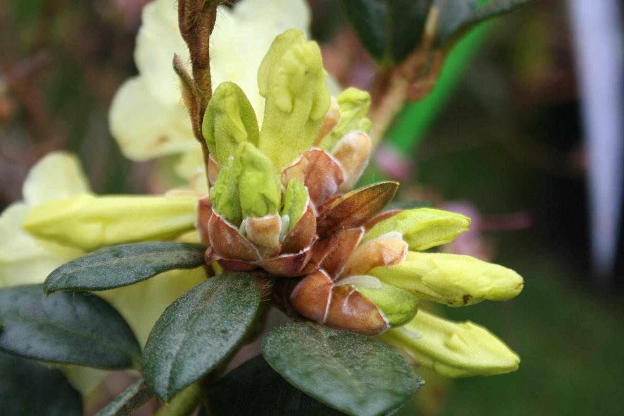 Rhododendron burmanicum