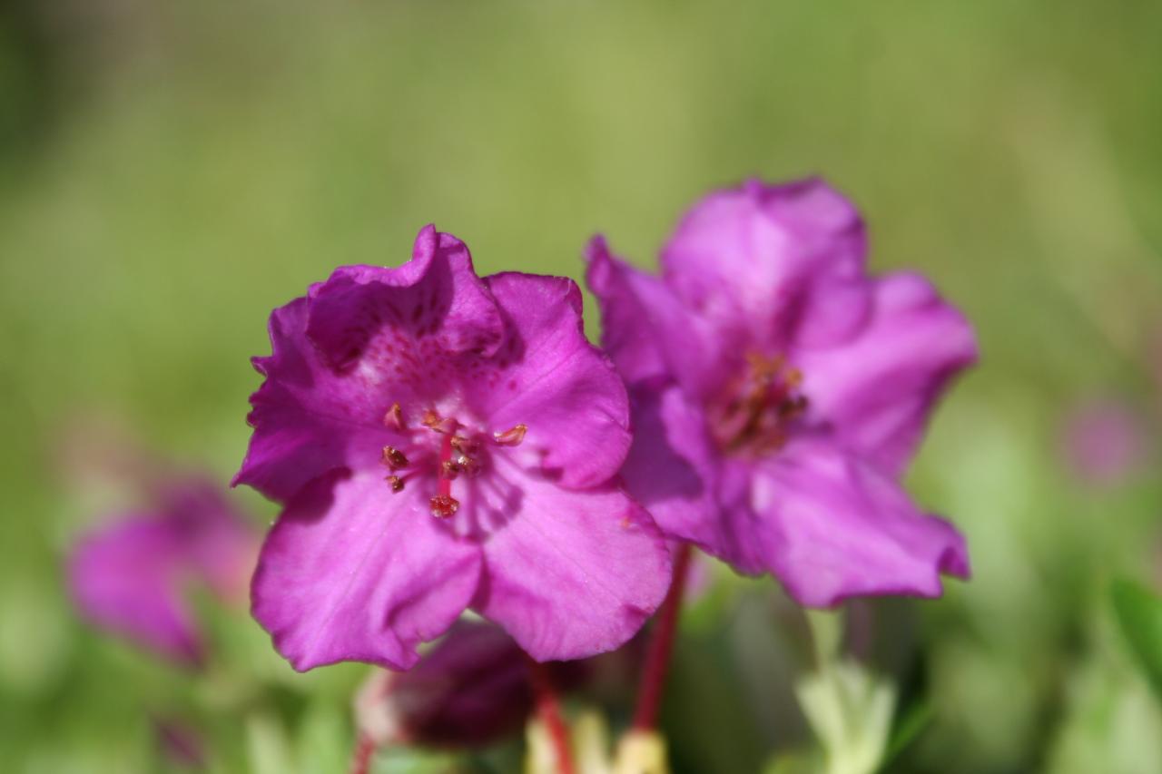 Rhododendron calostrotum ssp. keleticum Groupe Radicans-2-