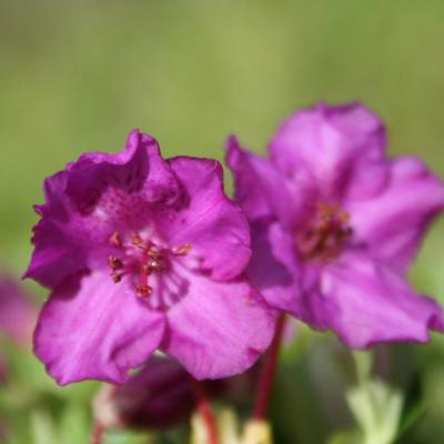 Rhododendron calostrotum ssp. keleticum Groupe Radicans-2-