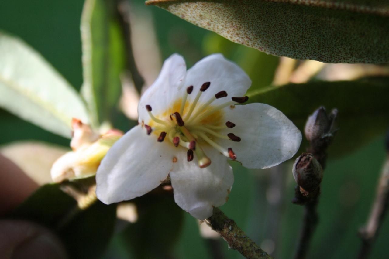 Rhododendron camelliflorum-3-