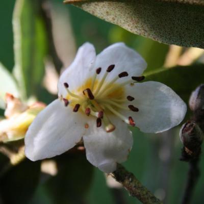 Rhododendron camelliflorum-3-