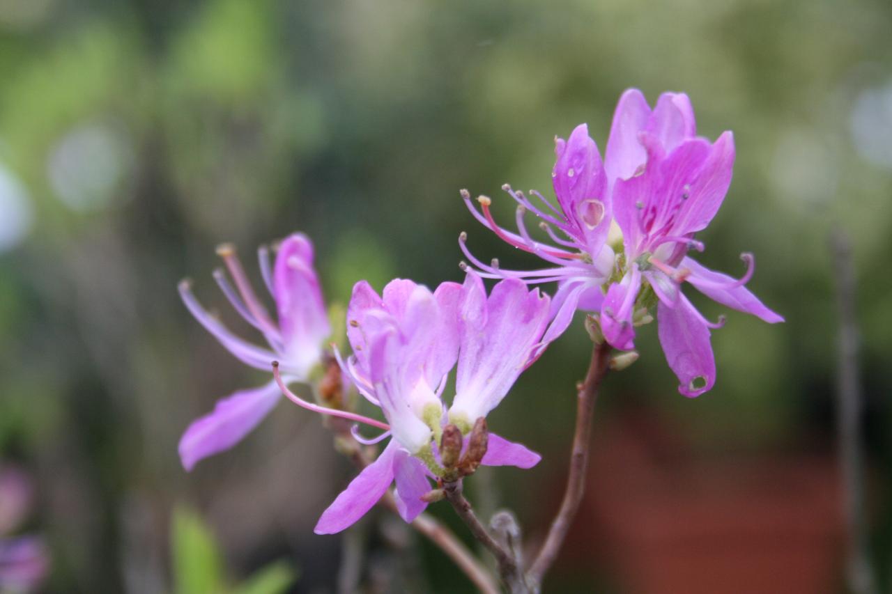 Rhododendron canadense