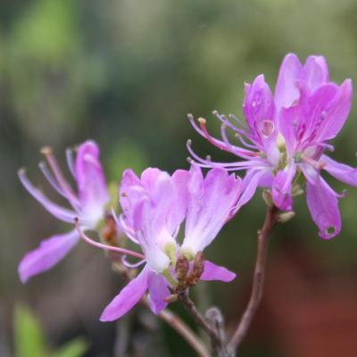 Rhododendron canadense