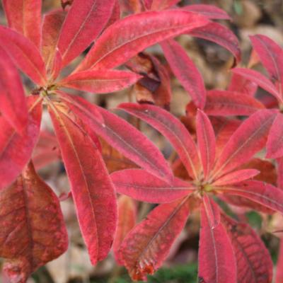 Rhododendron canescens