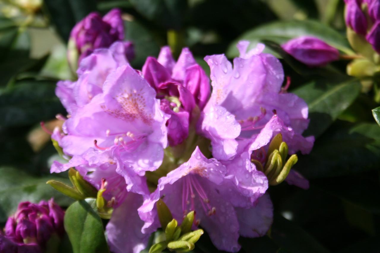 Rhododendron 'Catawbiense Grandiflorum'