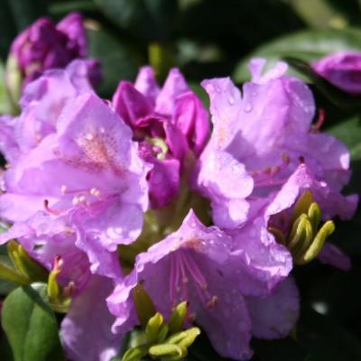 Rhododendron 'Catawbiense Grandiflorum'