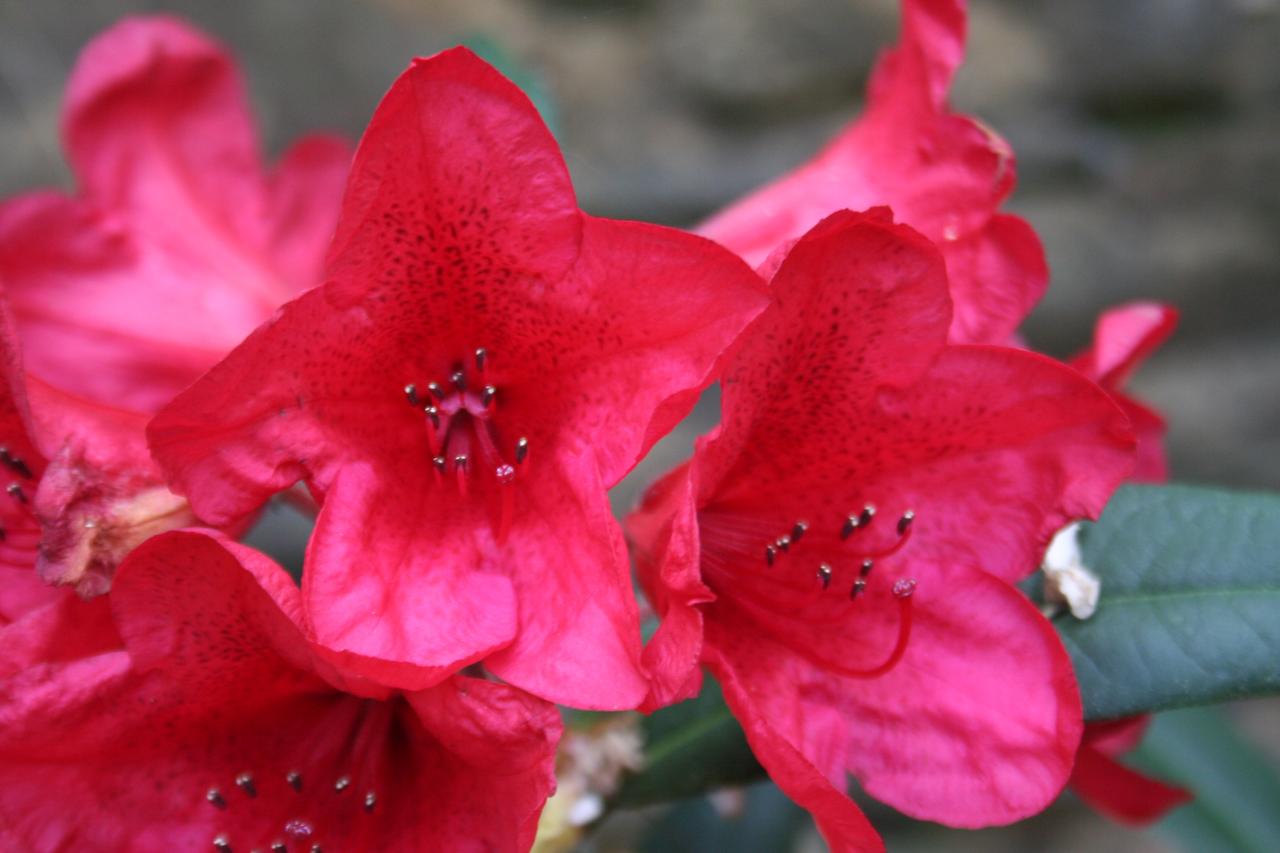 Rhododendron 'Cavalier'-2-