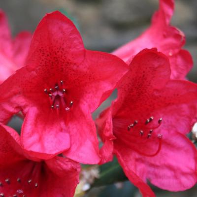 Rhododendron 'Cavalier'-2-