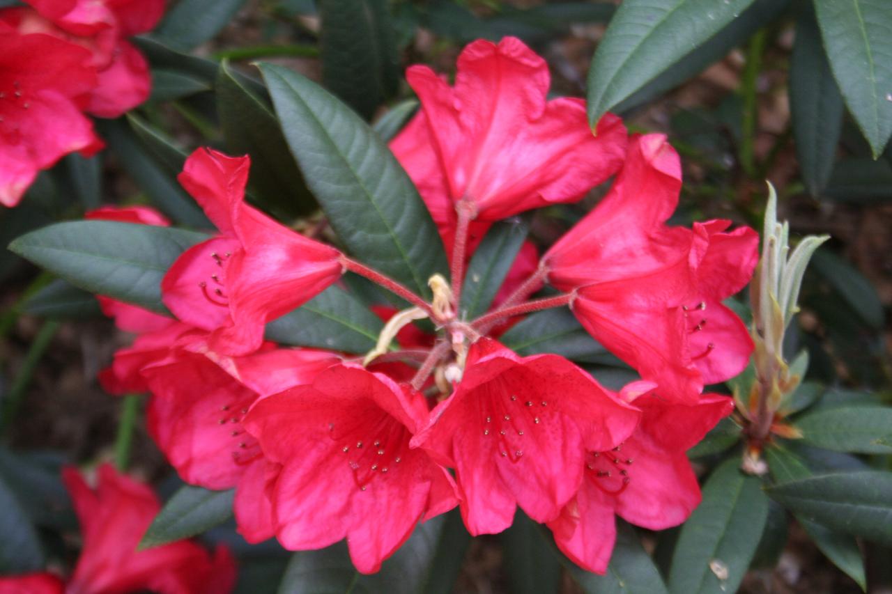 Rhododendron 'Cavalier'