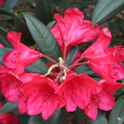 Rhododendron 'Cavalier'