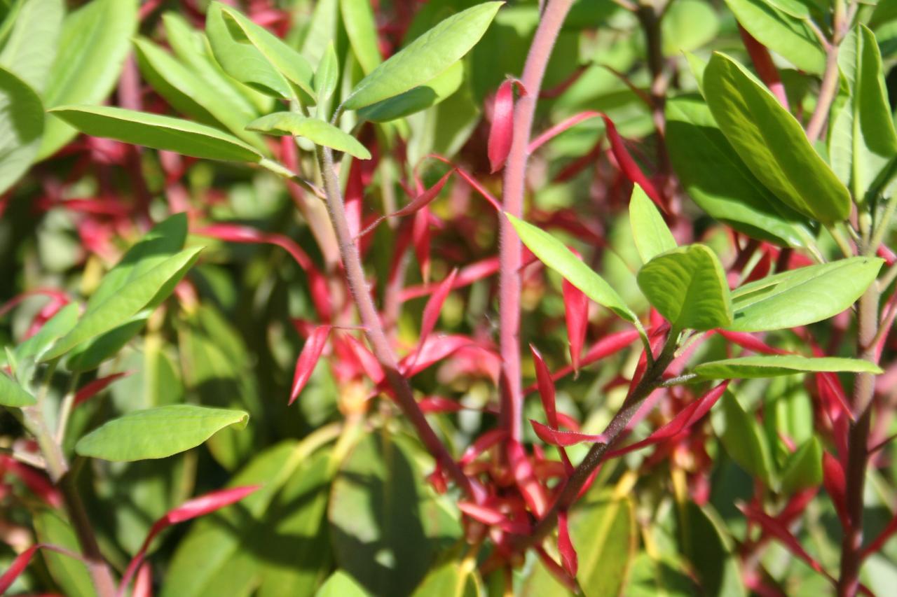 Rhododendron cerasinum x inconnu-2-