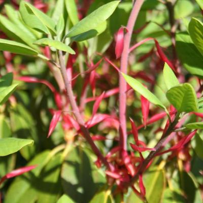 Rhododendron cerasinum x inconnu-2-