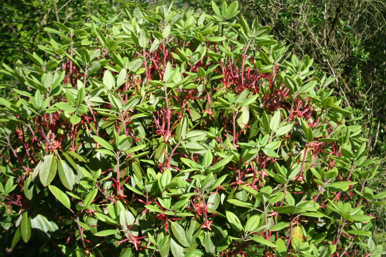 Rhododendron cerasinum x inconnu