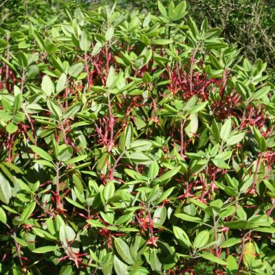 Rhododendron cerasinum x inconnu