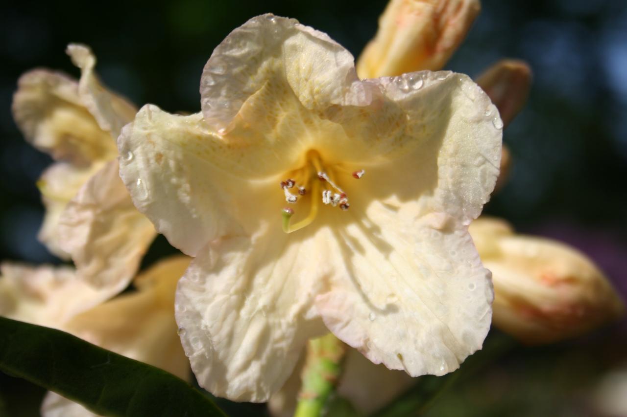 Rhododendron 'Champagne'-2-