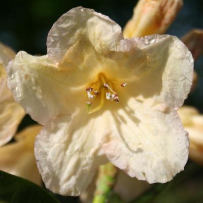 Rhododendron 'Champagne'-2-