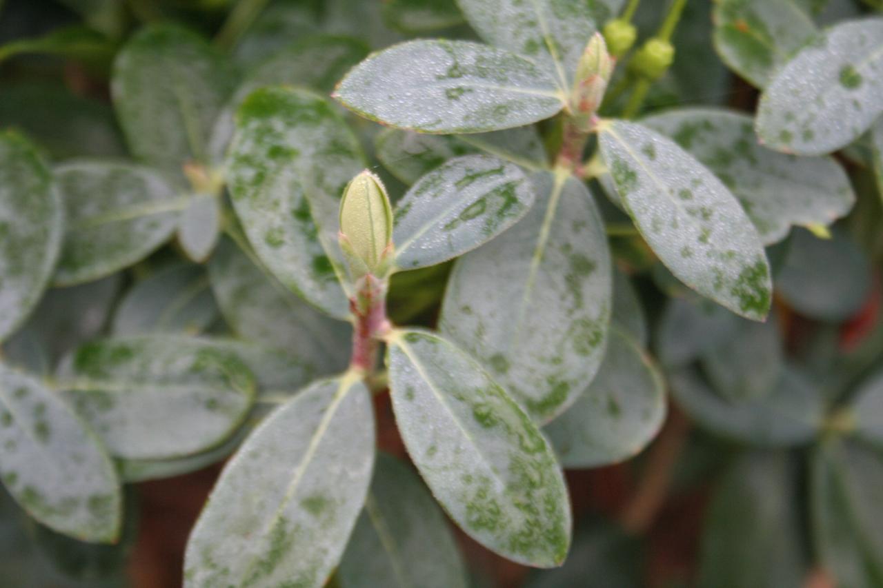 Rhododendron cinnabarinum ssp. xanthocodon Concatenans Group-2-