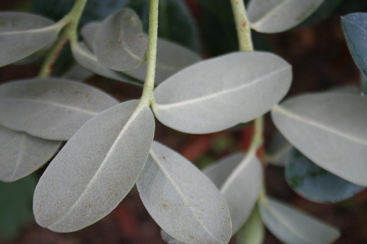 Rhododendron cinnabarinum ssp. xanthocodon Concatenans Group-3-