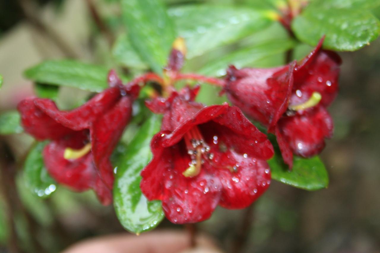 Rhododendron citrinifolium ssp. horaeum-3-