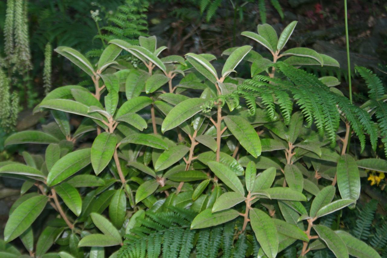 Rhododendron coeloneuron