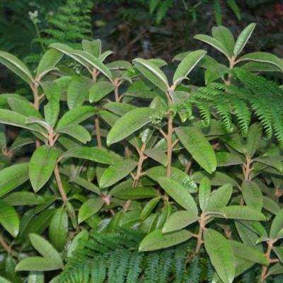 Rhododendron coeloneuron