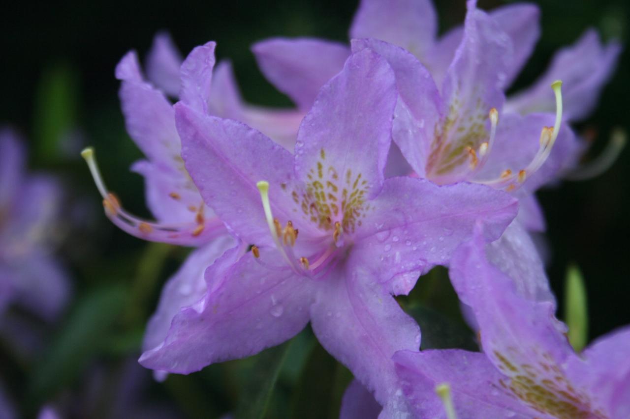 Rhododendron concinnum ssp. concinnum-5-