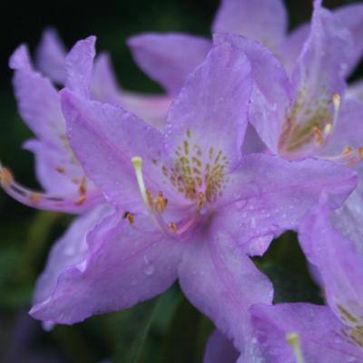 Rhododendron concinnum ssp. concinnum-5-