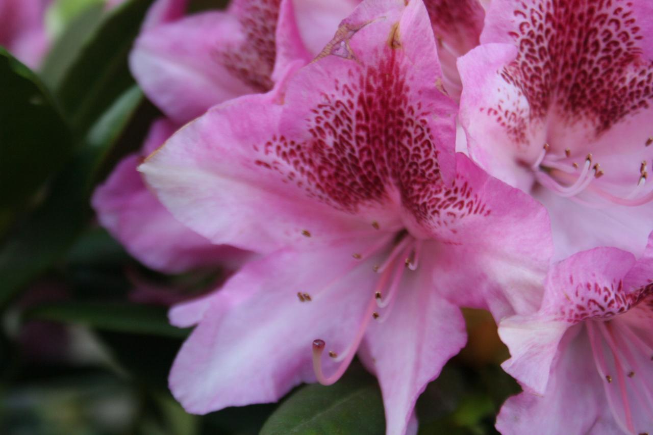 Rhododendron 'Cosmopolitan'-2-