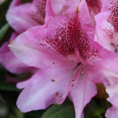 Rhododendron 'Cosmopolitan'-2-