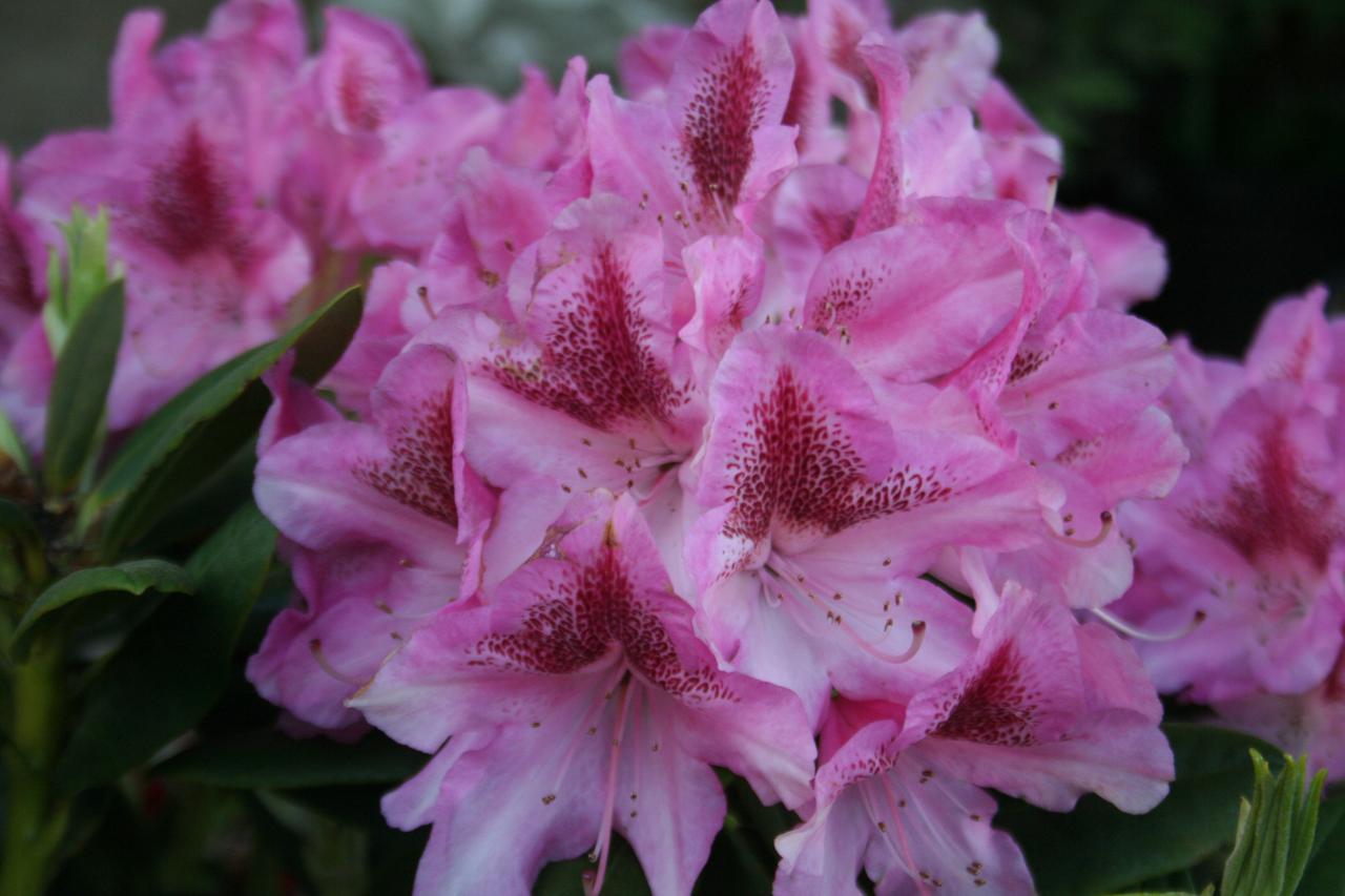 Rhododendron 'Cosmopolitan'