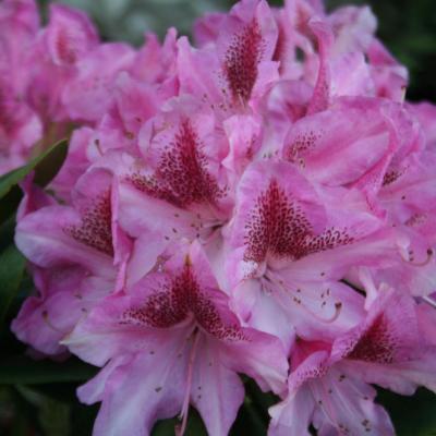 Rhododendron 'Cosmopolitan'