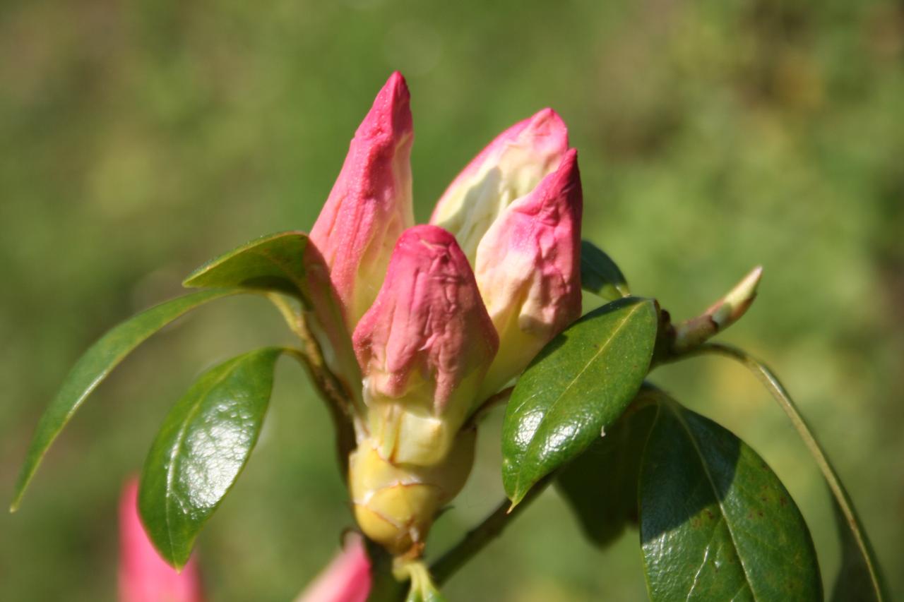 Rhododendron cubittii-2-