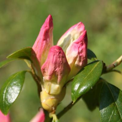 Rhododendron cubittii-2-