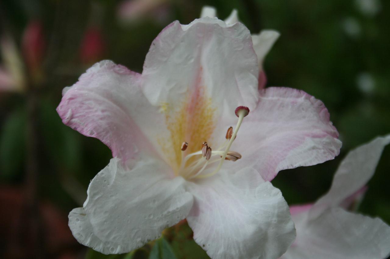Rhododendron cubittii