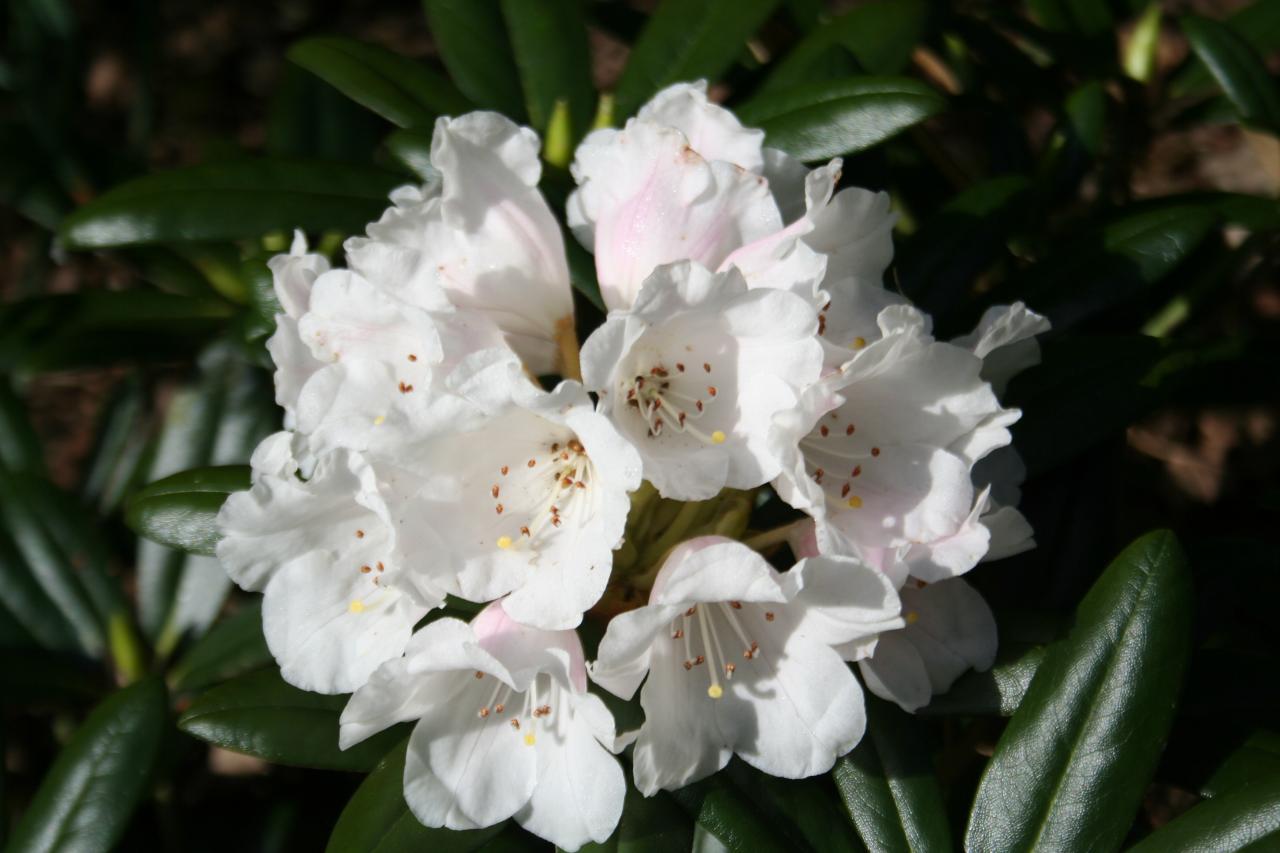 Rhododendron degronianum ssp. yakushimanum-3-
