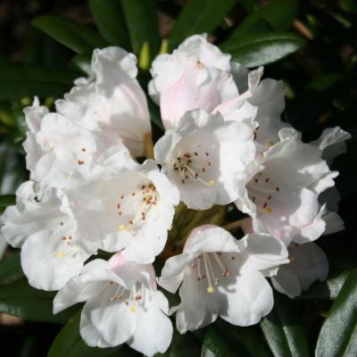 Rhododendron degronianum ssp. yakushimanum-3-