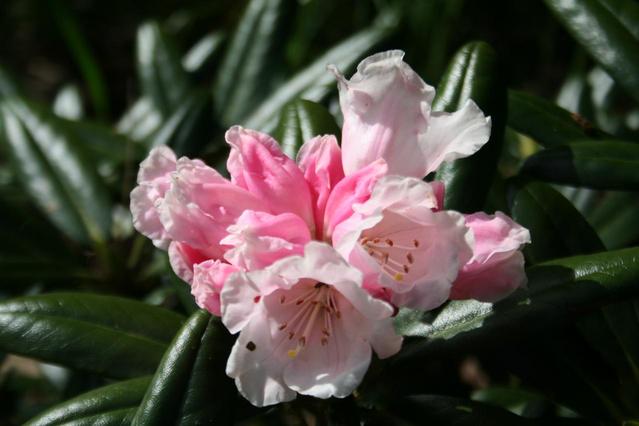 Rhododendron degronianum ssp. yakushimanum