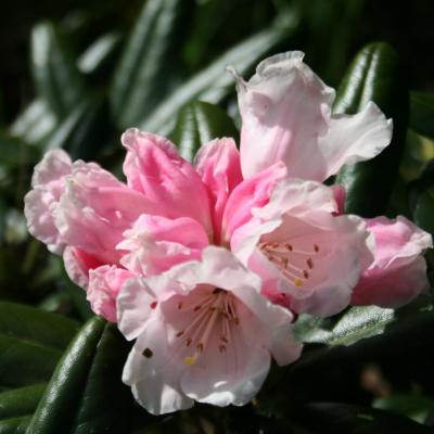 Rhododendron degronianum ssp. yakushimanum